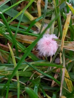 pink patch thumbnail 2