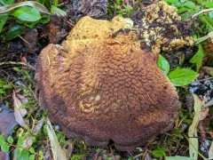Goat's Foot Polypore thumbnail 4