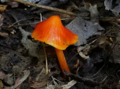 Bitter Waxcap thumbnail 2