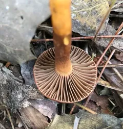 Brownish Chroogomphus thumbnail 2