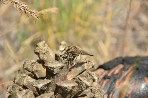 Okanagan Hammertail