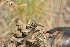 Okanagan Hammertail thumbnail 1