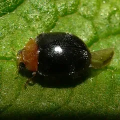 Kansas Lady Beetle thumbnail 1