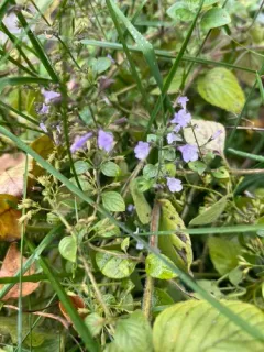 Lesser Calamint thumbnail 1