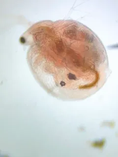 Ceriodaphnia laticaudata thumbnail 2