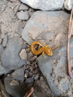 Long-tailed Salamander thumbnail 4