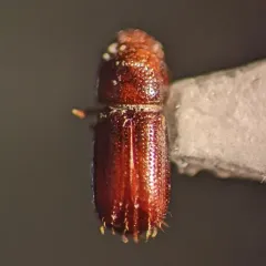 Pityophthorus consimilis thumbnail 1