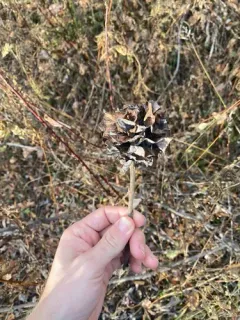 Rabdophaga saliciscoryloides thumbnail 1