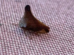 Glossonotus univittatus thumbnail 4