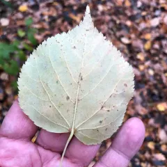 Small-leaved Lime thumbnail 3