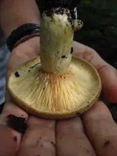 Lactarius subpalustris thumbnail 2