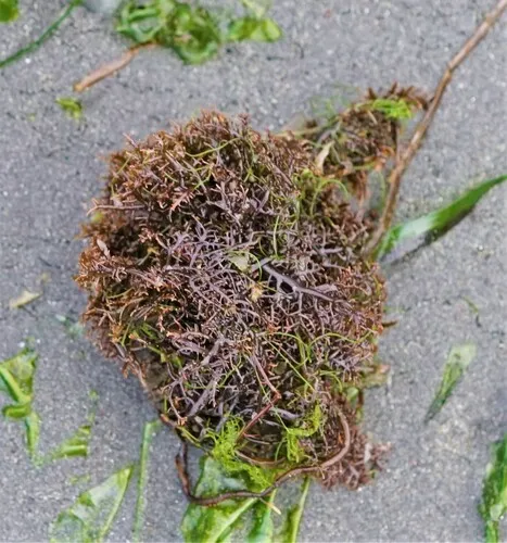 Lawn alga