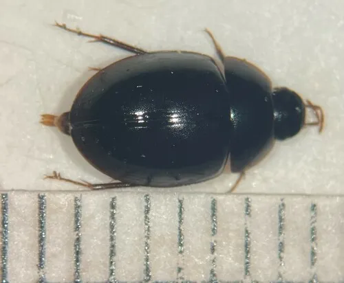 Cymbiodyta rotunda