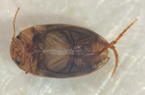 Neoporus carolinus