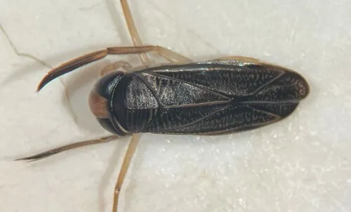 Sigara penniensis