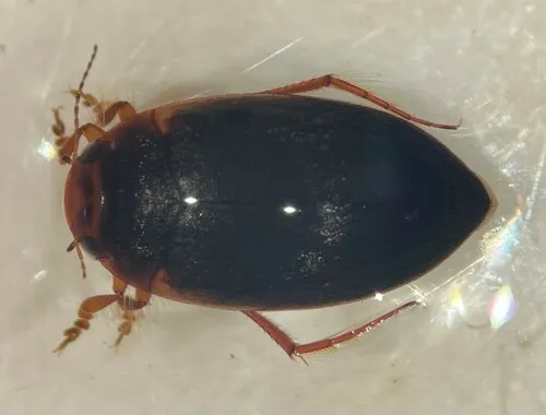 Hydroporus niger