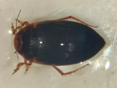 Hydroporus niger thumbnail 1