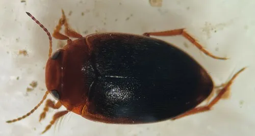 Hydroporus dichrous