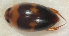 Suphisellus puncticollis thumbnail 1