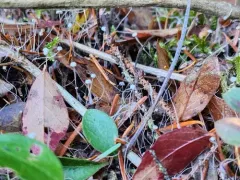 Marasmiellus filopes thumbnail 3
