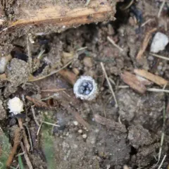 dung-loving bird's nest fungus thumbnail 3