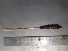 Pennatula aculeata thumbnail 3