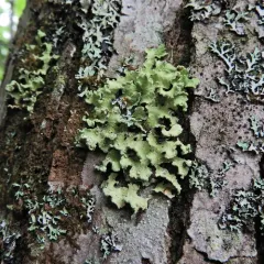 Yellow Ribbon Lichen thumbnail 2