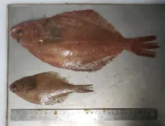 American Plaice thumbnail 3