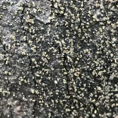 Nylander's Tile Lichen thumbnail 3