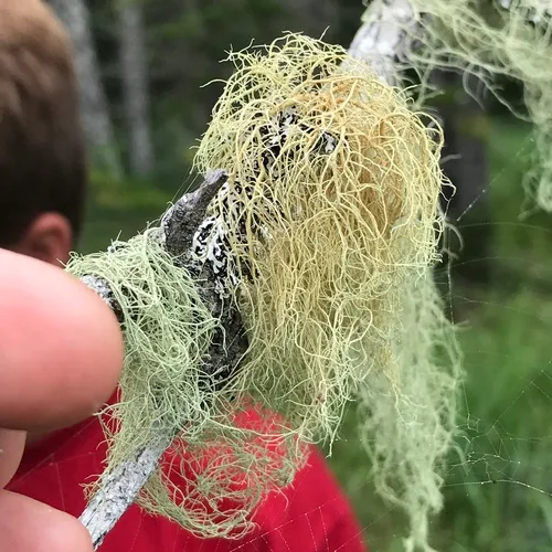 Bony Beard Lichen