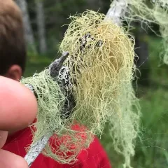 Bony Beard Lichen thumbnail 1