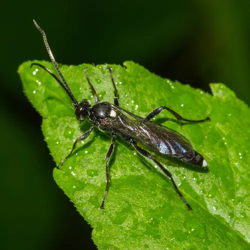 Vulgichneumon brevicinctor