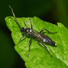 Vulgichneumon brevicinctor thumbnail 1