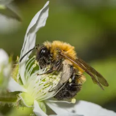 Milwaukee Mining Bee thumbnail 4