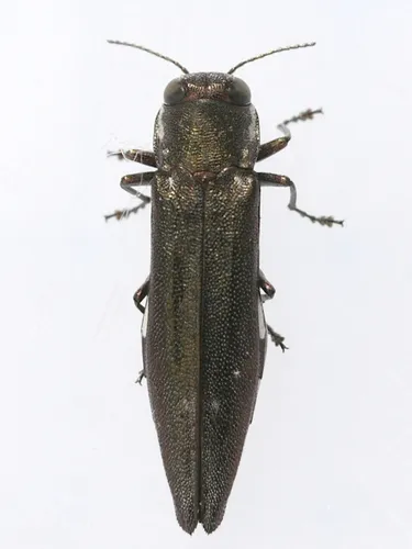 Agrilus quadriguttatus