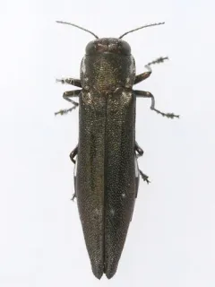 Agrilus quadriguttatus thumbnail 1