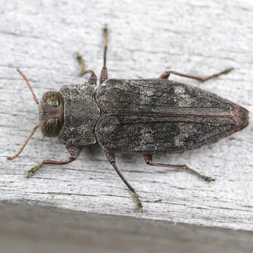 Chrysobothris adelpha