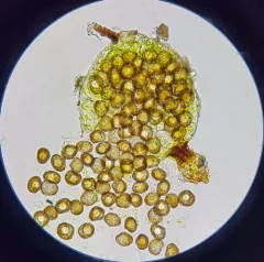 Millimetre Moss thumbnail 3