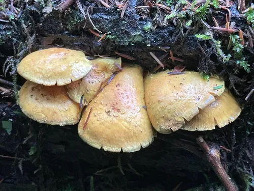 Pholiota kauffmaniana