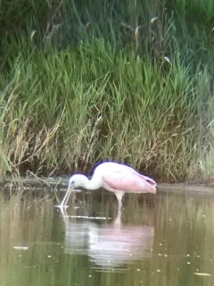 Roseate Spoonbill thumbnail 2