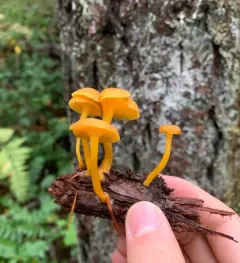 False Yellowfoot thumbnail 1