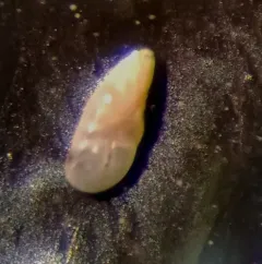 Buliminella elegantissima thumbnail 2