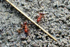 Wickerwork Mound Ant thumbnail 2