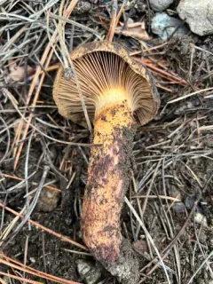 Giant Pine Spike thumbnail 2