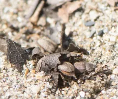 Nicagus obscurus thumbnail 3