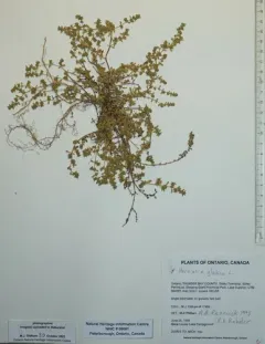Smooth Rupturewort thumbnail 2