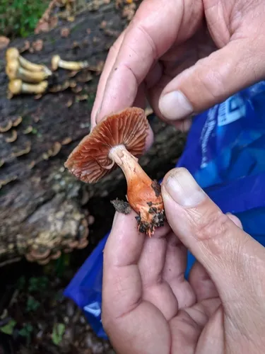 Cortinarius rubripes