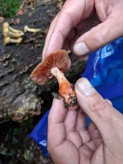 Cortinarius rubripes thumbnail 1