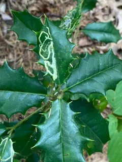 Phytomyza opacae thumbnail 3
