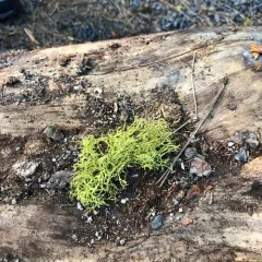 wolf lichen thumbnail 2
